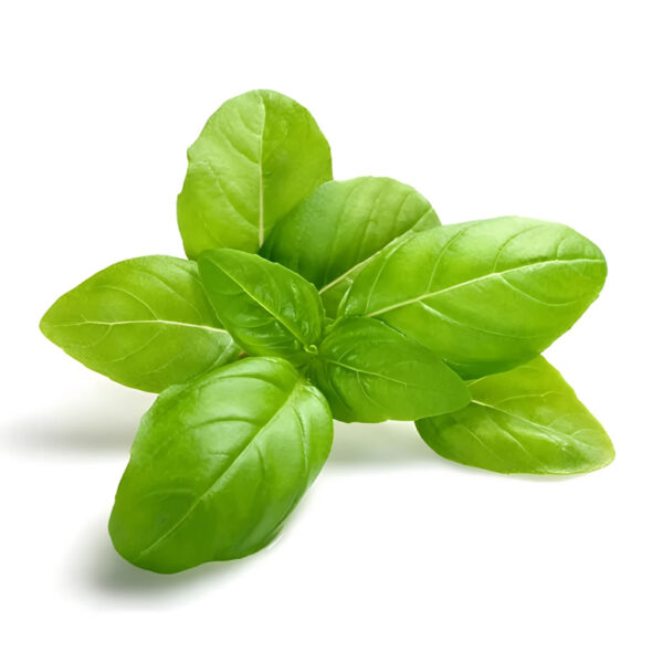 Basil: The Aromatic Maestro