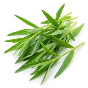 French Tarragon: The Elegant Herb