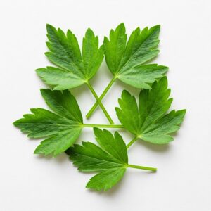 Lovage: The Herb with Loveliness