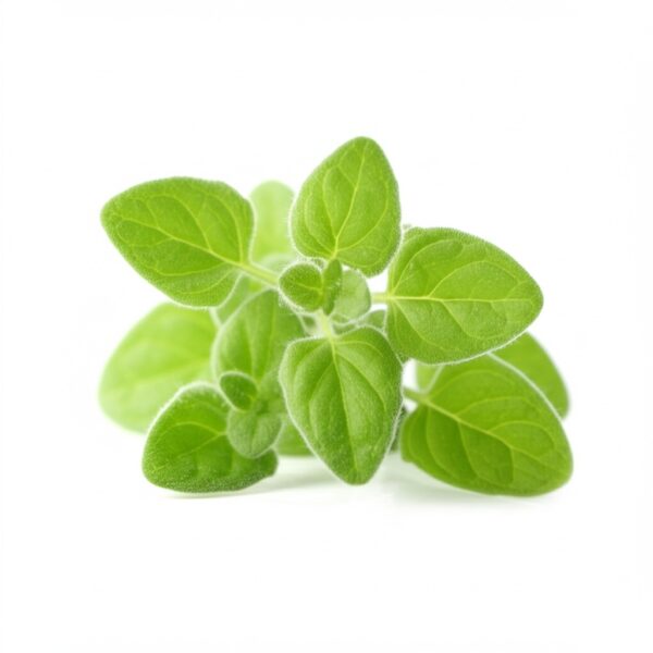 Marjoram: The Mild Marvel